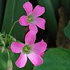Texas wildflower - Wood-Sorrel (Oxalis Drummondii)