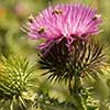Texas wildflower - Scotch Cottonthistle (Onopordum acanthium)