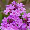 Texas wildflower - Tuber Vervain (Verbena rigida)