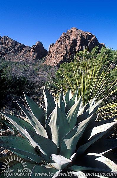 Agave - Big Bend National Park Texas