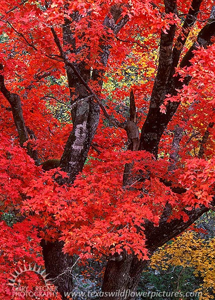 Big Tooth Maple - Lost Maples Texas