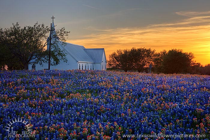 Church and Wildflowers - Texas Wildflowers Sunset by Gary Regner