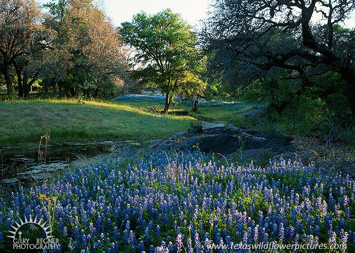 Bluebonnets Creek wildflower_landscape_14