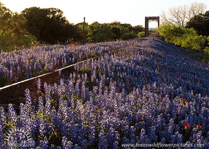 Railroad - Bluebonnets in Hill Country by Gary Regner