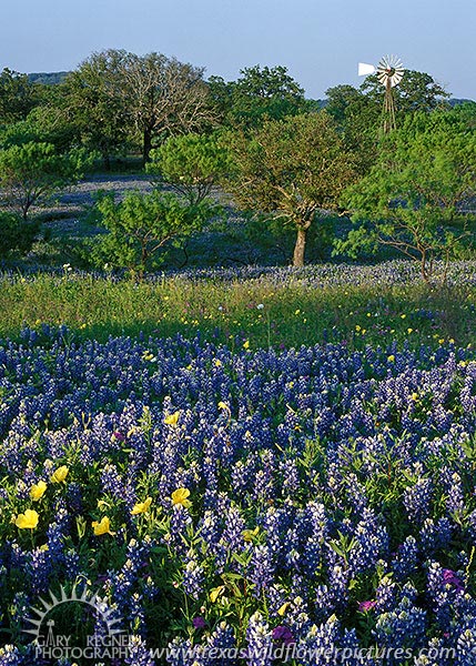 Hill Country Windmill - Texas Wildflowers, Bluebonnets by Gary Regner