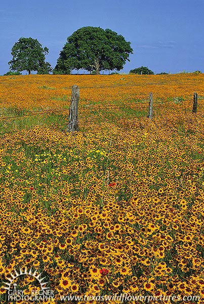 Coreopsis - Texas Wildflowers by Gary Regner