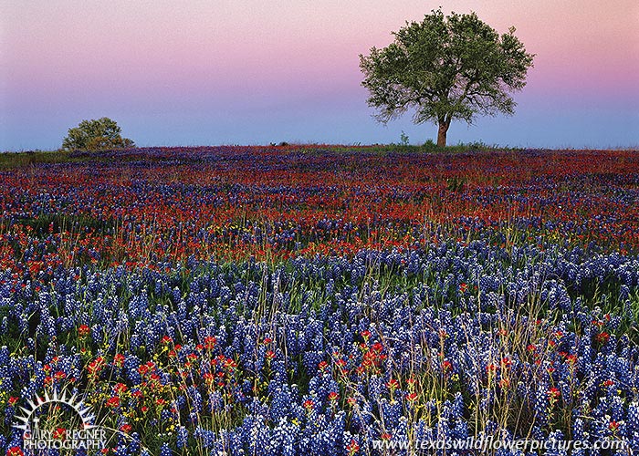 Field at Dusk - Texas Wildflowers, Bluebonnets by Gary Regner