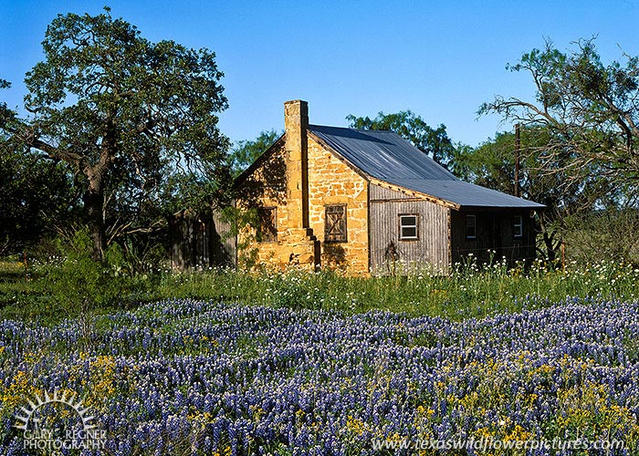 Frontier Homestead - Texas Wildflowers, Bluebonnets in Hill Country by Gary Regner