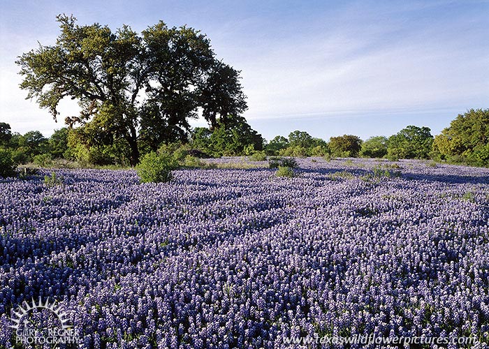 Sea of Blue - Bluebonnets by Gary Regner