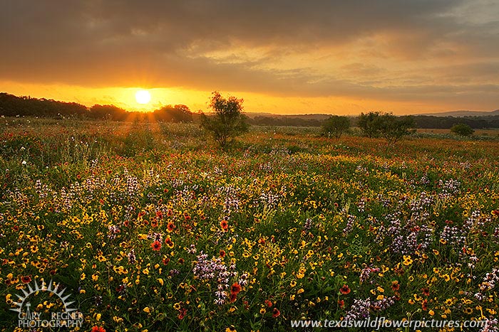 Here Comes the Sun - Texas Wildflowers Sunrise by Gary Regner