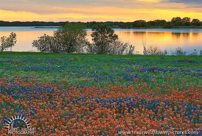 Lake Bardwell Sunset - Texas Wildflowers by Gary Regner