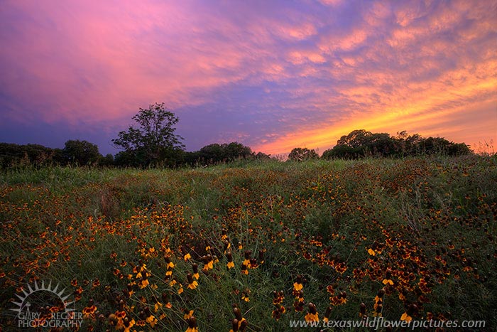 Mexican Hats - Texas Wildflowers Sunset by Gary Regner