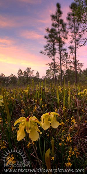 Bog Spring - Texas Wildflowers, Pitcher Plant Sunset by Gary Regner