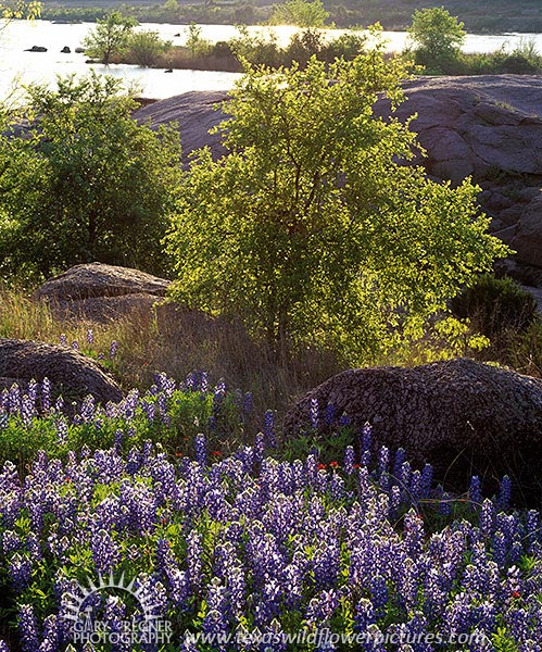 By the Lake - Texas Wildflowers by Gary Regner