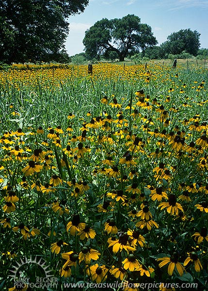 Clasping-leaf Coneflowers - Texas Wildflowers by Gary Regner