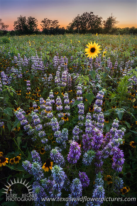 Alone in a Crowd- Texas Wildflowers Landscape by Gary Regner