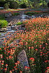 Texas Paintbrush - by Gary Regner