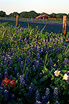 Austin County Bluebonnets - by Gary Regner