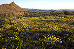 Big Bend Spring - by Gary Regner