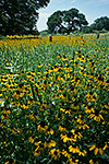 Clasping-leaf Coneflowers - by Gary Regner