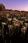 Spider Lilies - by Gary Regner