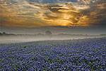 Misty Morning Sunrise - by Gary Regner