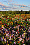 Summer Wildflowers - by Gary Regner