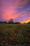 Mexican Hats - by Gary Regner