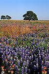 Hill Country Spring - by Gary Regner