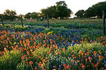 Fence-line - by Gary Regner