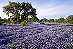 Sea of Blue - by Gary Regner