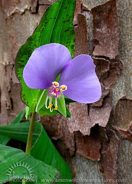 False Day Flower - Texas Wildflowers by Gary Regner