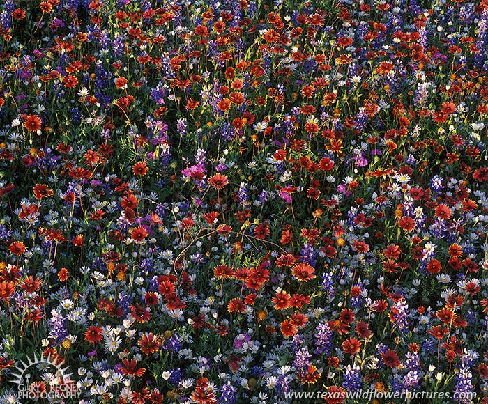 Patriotic Show - Texas Wildflowers by Gary Regner