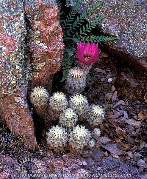 Lace Cactus - Texas Wildflowers by Gary Regner