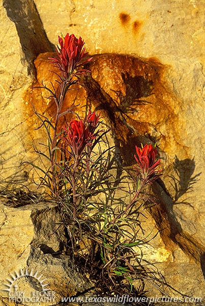 Prairie Paintbrush - Texas Wildflowers by Gary Regner