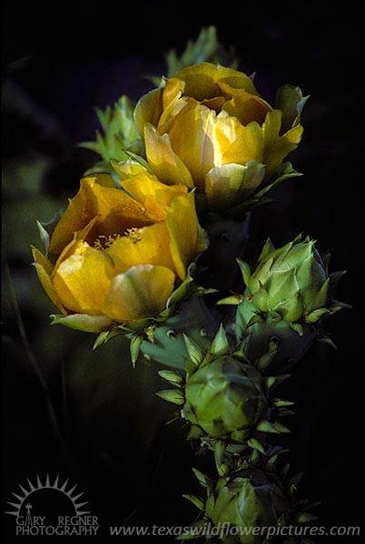 Prickly Pear - Texas Wildflowers by Gary Regner