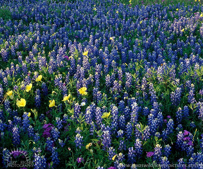 Hill Country Meadow - Texas Wildflowers by Gary Regner