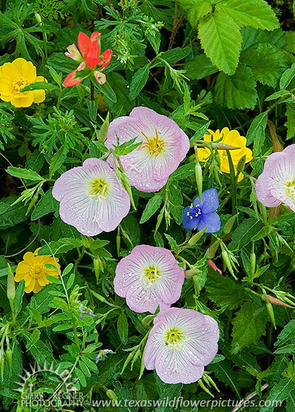 Industry Mix - Texas Wildflowers by Gary Regner