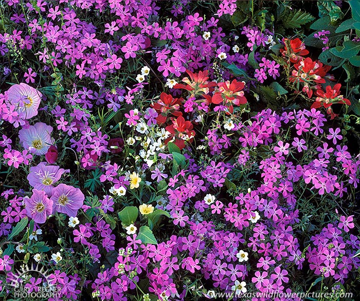 Giddings Bouquet - Texas Wildflowers by Gary Regner