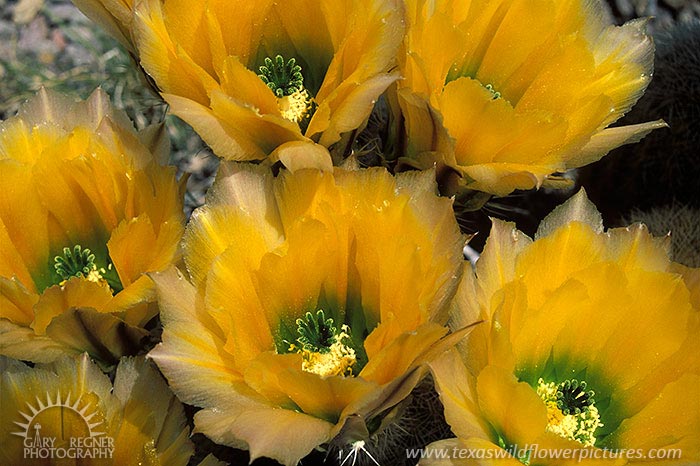 Rainbow Cactus - Texas Wildflowers by Gary Regner