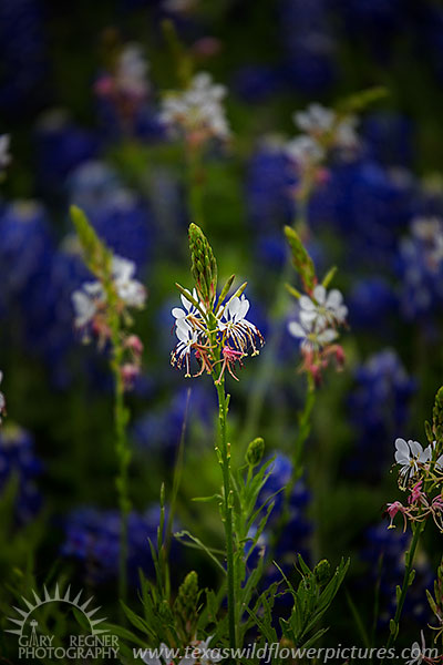 White on Blue, Texas Wildflowers, Guara