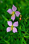 Meadow Beauty - by Gary Regner