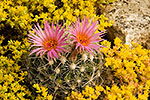 Texas Wildflower Portraits Gallery