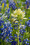 Yellow Paintbrush - by Gary Regner