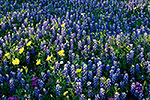 Hill Country Meadow - by Gary Regner