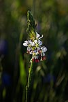 False Day Flower - by Gary Regner