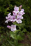 Wildflower Carpet - by Gary Regner