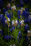 Hill Country Meadow - by Gary Regner