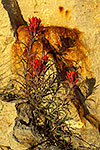 Prairie Paintbrush - by Gary Regner