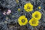 Dog Cholla - by Gary Regner